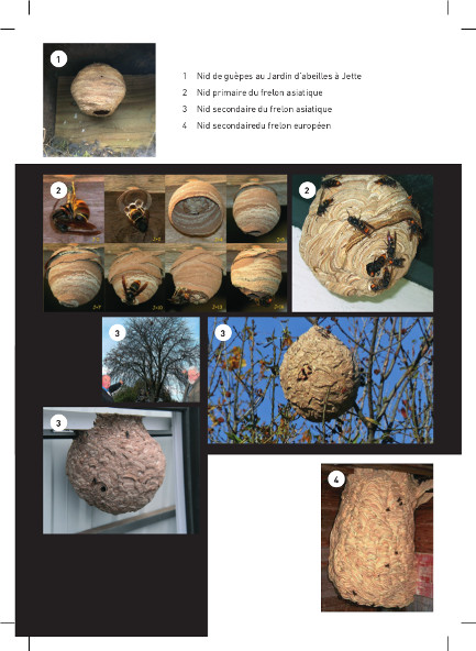 Évolution d'un nid de guêpes : votre nid va-t-il s'agrandir ?